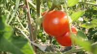 erste Tomaten